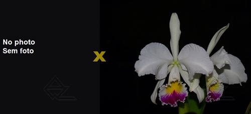Cattleya warneri semi alba ('Goiabeiras' x 'Guindani')