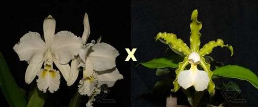 Cattleya Whitei alba (warneri alba x schilleriana alba)