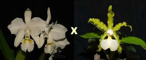Cattleya Whitei alba (warneri alba x schilleriana alba)
