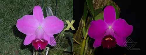 Laelia pumila ('Z-15' x 'Jungle')