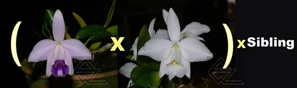 Laelia pumila (coerulea 'Nr 1' x alba 'HI) x SIBLING