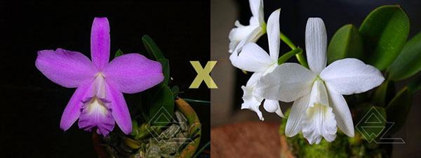 Laelia sincorana (concolor 'BO' x (sincorana alba x SELF))