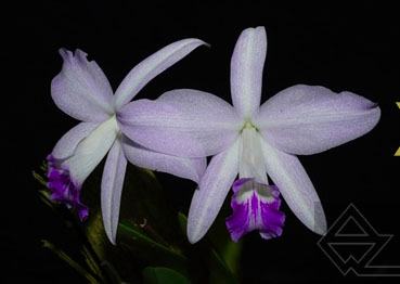 Laelia sincorana (quase semi alba) x SELF