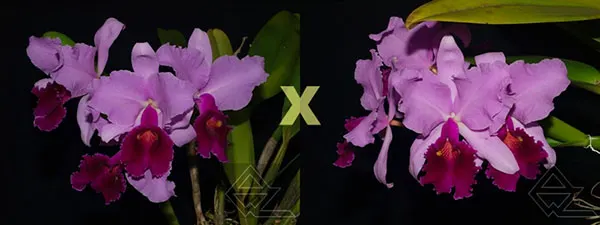 Cattleya warscewiczii (atropurpurea 'Suprema' x 'Golias')