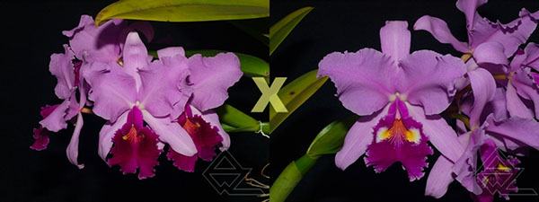 Cattleya warscewiczii ('Golias' x atropurpurea 'Superba')