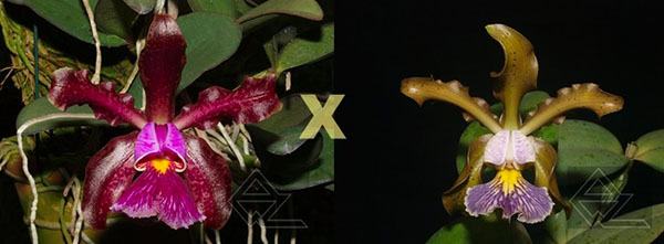 Cattleya schilleriana (tipo 'Aphri' x coerulea 'Sto Antonio')