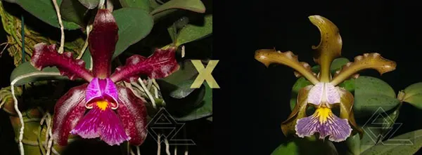 Cattleya schilleriana (tipo 'Aphri' x coerulea 'Sto Antonio')