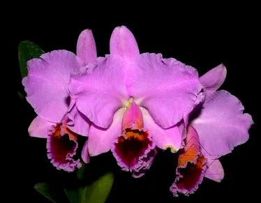 Cattleya percivaliana 'Summit -Mutant' x SELF