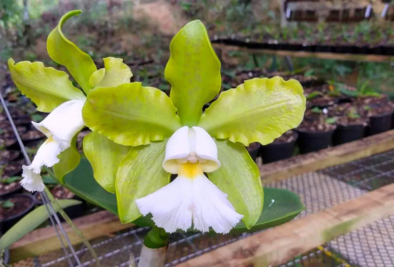 Cattleya schilleriana albescens