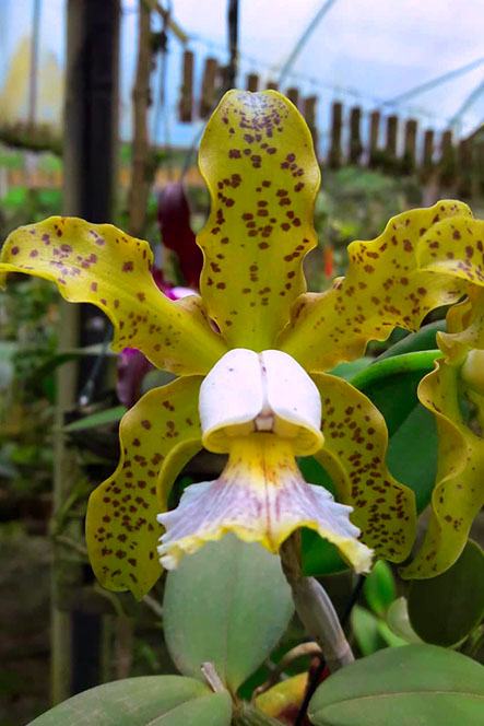 Cattleya schilleriana coerulea Bravim x Caliman