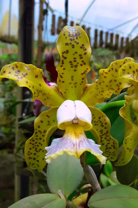 Cattleya schilleriana coerulea Bravim x Caliman