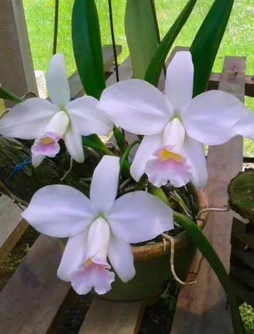 Laelia pumila amoena