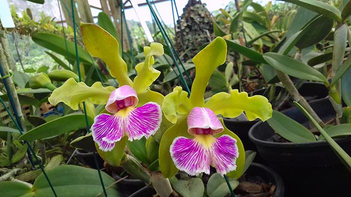 Cattleya schilleriana semi-alba
