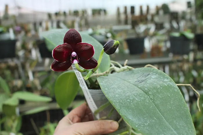 Phalaenopsis (Mituo Golden 'M-2' x Ld's Bear Queen) Dark