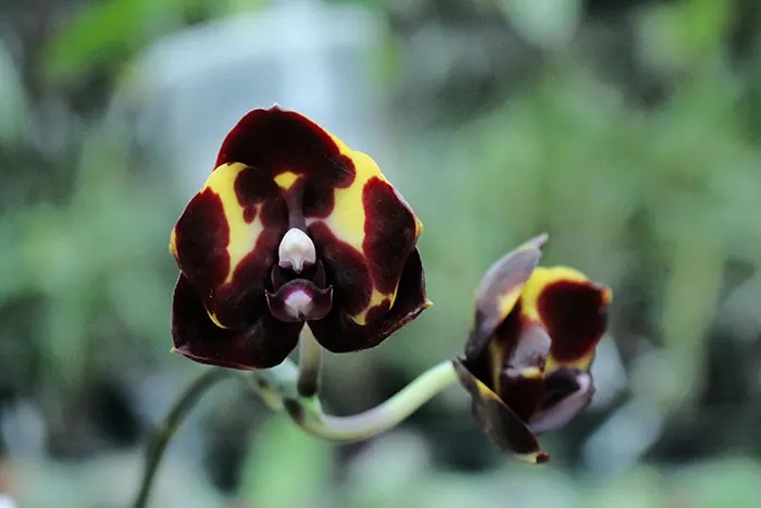 Phalaenopsis Diamond Beauty '1202' x Ld's Bear King 'YK7' (select #9)