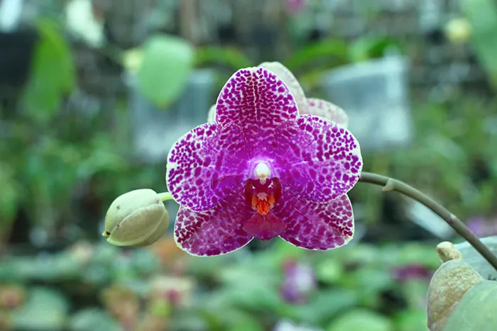Phalaenopsis Diamond Beauty '1202' x Ld's Bear King 'YK7' (select #46)