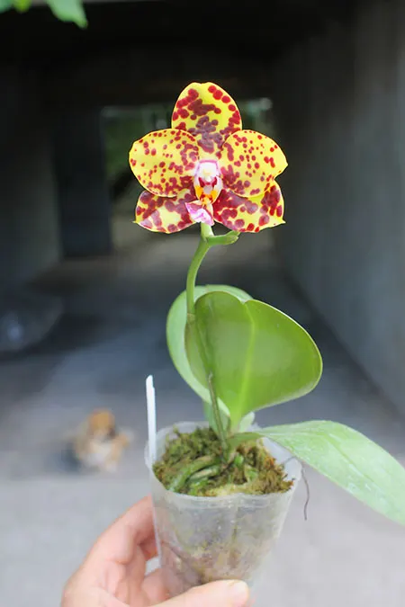 Phalaenopsis Diamond Beauty '1202' x Ld's Bear King 'YK7' (select #48)
