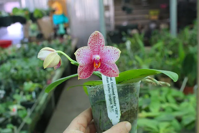 Phalaenopsis Diamond Beauty '1202' x Mituo Reflex Dragon 'B-1' (select #5)