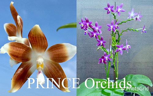 Phalaenopsis (speciosa 'coffee&blue' x YangYang Blueberry)
