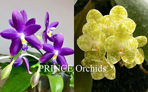 Phalaenopsis  ( gigantea var alba x YangYang Blueberry)