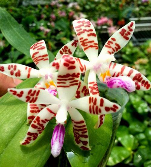 Phalaenopsis sumatrana x self
