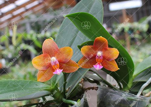 Phalaenopsis Mituo Champion King 'Brick Red'