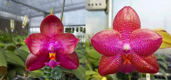 Phalaenopsis Miro Super Star 'MO198' x LD Sun Dragon 'MO98'