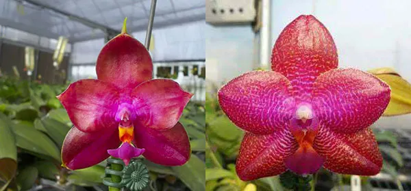 Phalaenopsis Miro Super Star 'MO198' x LD Sun Dragon 'MO98'