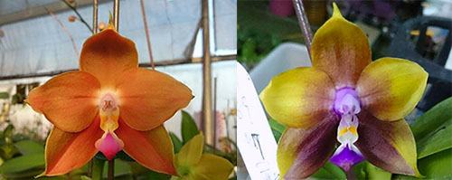Phalaenopsis LD's Bear King 'Bronze' x Mituo Princess 'Blue'