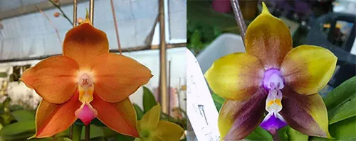 Phalaenopsis LD's Bear King 'Bronze' x Mituo Princess 'Blue'