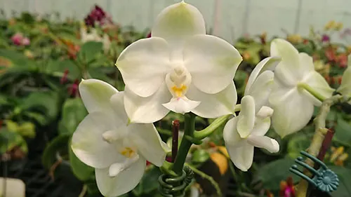Phalaenopsis Mituo Diamond Canary 'Z'
