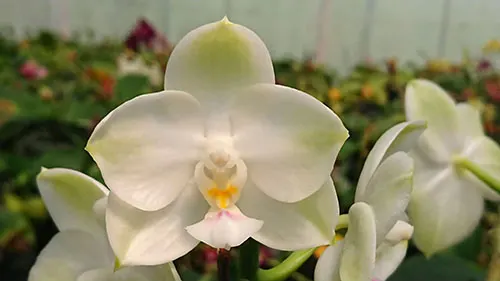 Phalaenopsis Mituo Diamond Canary 'Z'