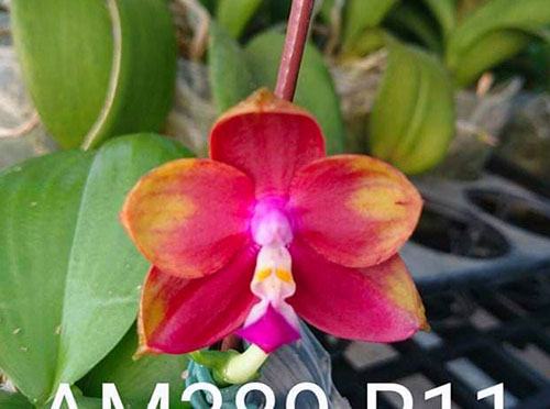 Phalaenopsis Mituo Princess 'YR-11'