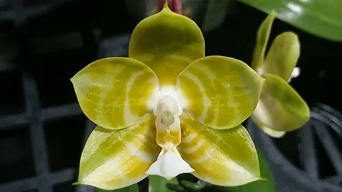 Phalaenopsis Mituo Reflex KIng 'flava#1' (Lyndon Reflex x LD's Bear King)