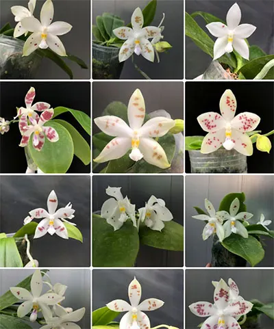 Phalaenopsis (speciosa 'All Purple' x Tzu Chiang Tetralitz)
