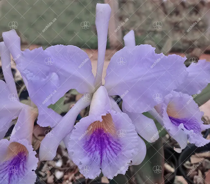 Cattleya jenmanii coerulea x self