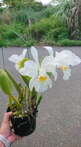 Cattleya labiata alba