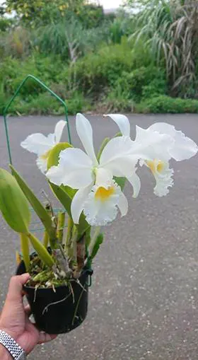 Cattleya labiata alba