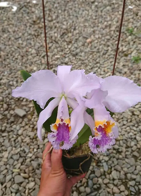 Cattleya mossiae coerulea concentration