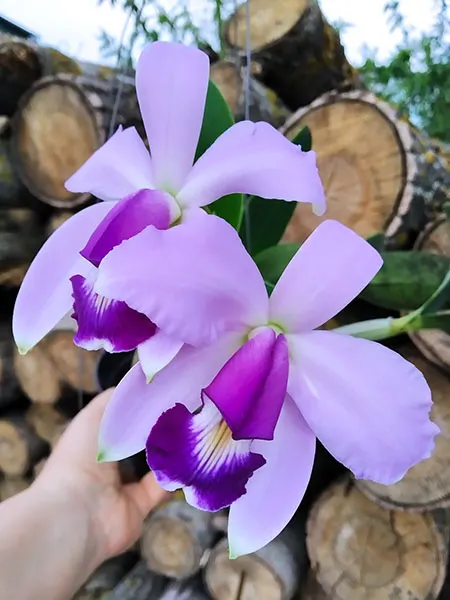 Cattleya violacea coerulea x self