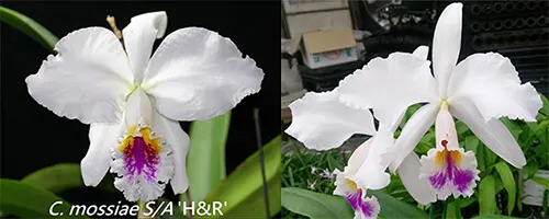 Cattleya mossiae semi-alba x sib ('HR3424' x 'Southern')