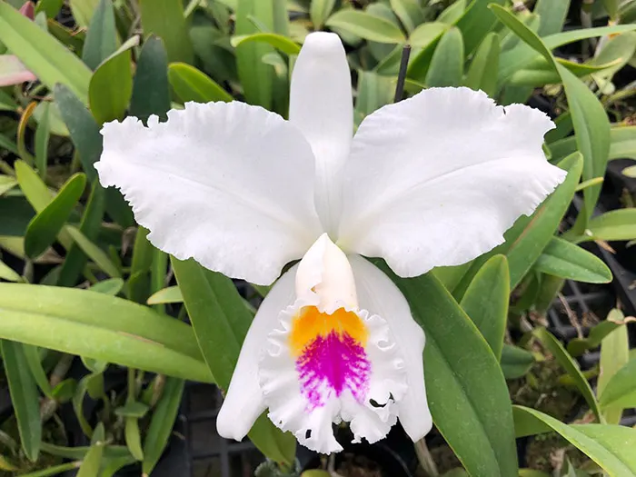 Cattleya mossiae semi-alba x sib ('HR3424' x 'Southern')