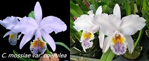 Cattleya mossiae var coerulea  x  sib ('Dark Lip'  x  '#123')