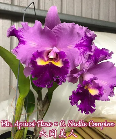 Brassolaeliocattleya Apricot Flare x Cattleya Shellie Compton