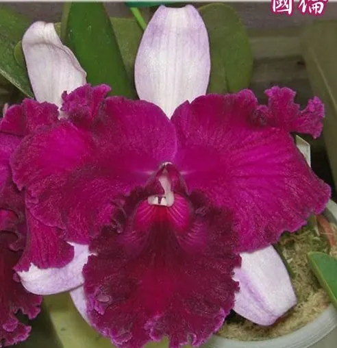 Cattleya Empress