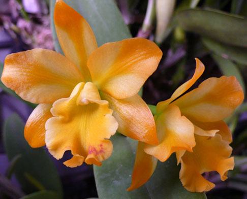 Cattleya Little Fairy 'Yellow Hydrangea'