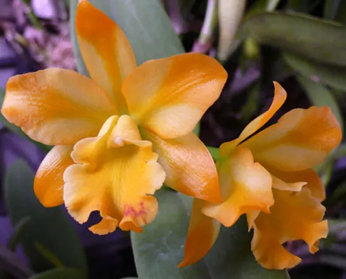 Cattleya Little Fairy 'Yellow Hydrangea'