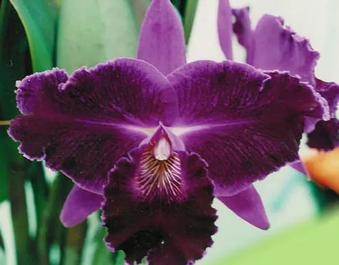 Cattleya Su Nan Hwi 'JD'