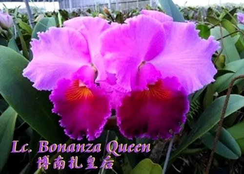 Laeliocattleya Bonanza Queen