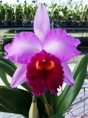 Laeliocattleya Dorothy Fiene 'Sydney'